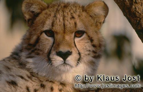 Cheetah/Gepard/Acinonyx jubatus   Gepard schaut ueberrascht   Cheetah    captive   