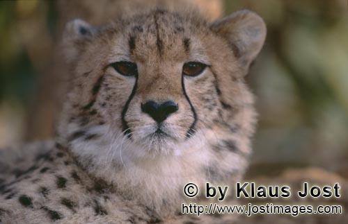 Cheetah/Gepard/Acinonyx jubatus   Ueberrascht schauender Gepard    Cheetah    captive<b