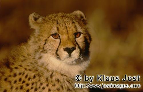 Cheetah/Acinonyx jubatus        Cheetah in the morning light         captive        