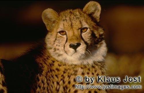 Cheetah/Gepard/Acinonyx jubatus        Cheetahs look        captive        