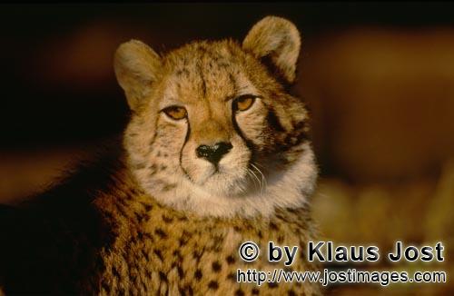 Cheetah/Acinonyx jubatus        Cheetah - the look of the big cat         captive            
