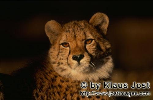 Cheetah/Acinonyx jubatus        Carefully looking Cheetah         captive            