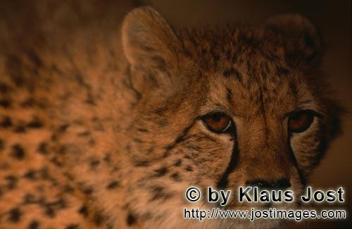 Cheetah/Gepard/Acinonyx jubatus        Cheetah (Acinonyx jubatus)         captive            