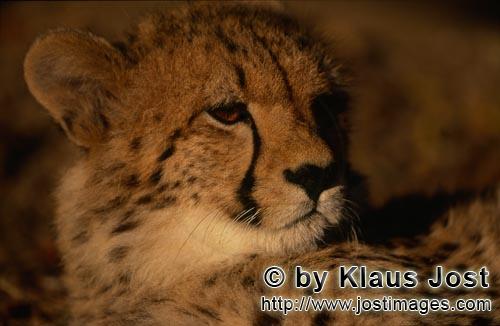 Cheetah/Acinonyx jubatus        Impressive big cat Cheetah         captive                