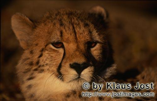 Cheetah/Acinonyx jubatus        Expressive Cheetah views         captive            