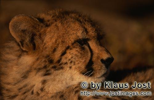 Cheetah/Acinonyx jubatus        Young Cheetah Portrait        captive        