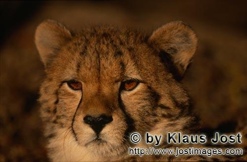 Cheetah/Gepard/Acinonyx jubatus   Ernst blickender Gepard    Cheetah    captive   <