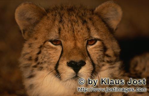Cheetah/Gepard/Acinonyx jubatus   Junger Gepard Portraet   Portrait young cheetah    ca