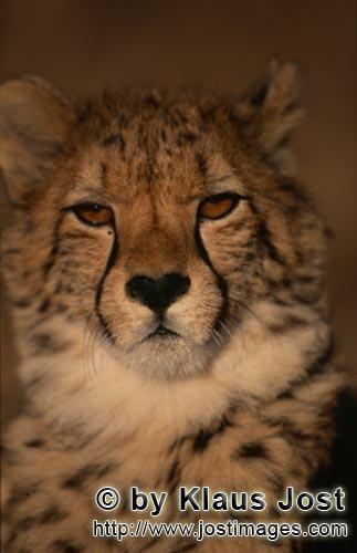 Cheetah/Gepard/Acinonyx jubatus   Portraet junger Gepard    Portrait young cheetah    c