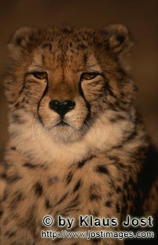 Cheetah/Acinonyx jubatus        Big Cat Cheetah 