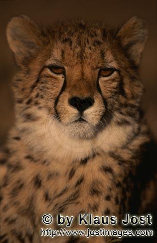 Cheetah/Acinonyx jubatus        Impressive portrait young Cheetah        