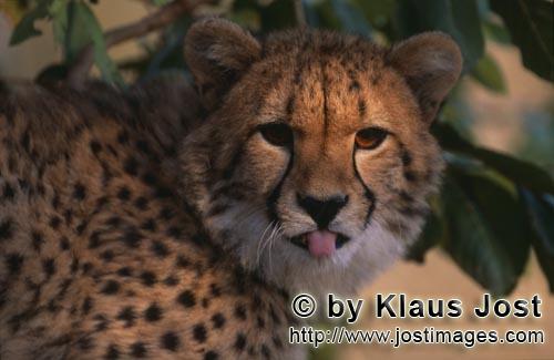Cheetah/Acinonyx jubatus         Young cheetah shows tongue         captive            