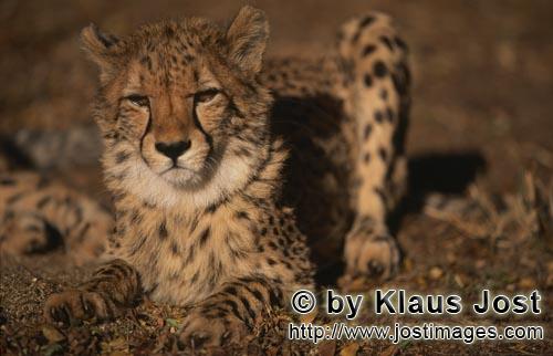 Cheetah/Acinonyx jubatus        Grumpy-looking cheetah         captive            