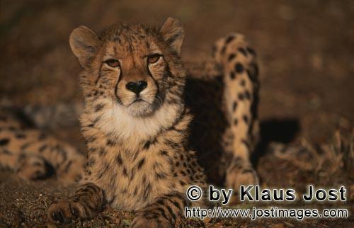Cheetah/Acinonyx jubatus        Angry looking Cheetah