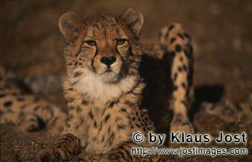 Cheetah/Acinonyx jubatus        More confident Cheetah        captive    