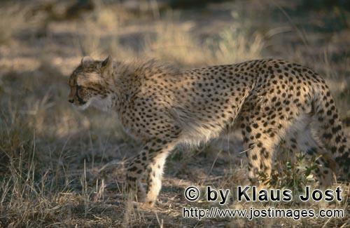 Cheetah/Gepard/Acinonyx jubatus   Gepard unterwegs im Busch   Portrait young cheetah  
