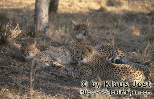 Cheetah/Gepard/Acinonyx jubatus   Junge Geparden   Cheetah    captive      Der 