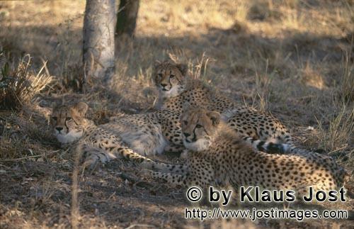 Cheetah/Gepard/Acinonyx jubatus   Aufmerksame junge Geparden    Cheetah    captive<br /