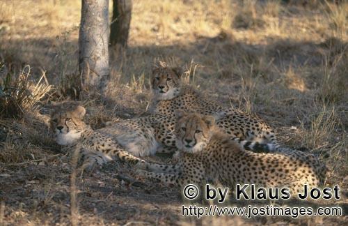 Cheetah/Gepard/Acinonyx jubatus   Junge Geparden haben ein interessantes Objekt entdeckt   