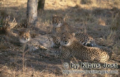 Cheetah/Gepard/Acinonyx jubatus   Ein Geraeusch hat die Geparden aufgeschreckt    Cheetah <