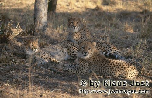 Cheetah/Gepard/Acinonyx jubatus   Drei junge Geparden    Cheetah    captive   <br /