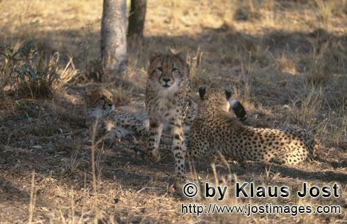 Cheetah/Gepard/Acinonyx jubatus   Aus dem Schlaf aufgeschreckter Gepard    Portrait young c
