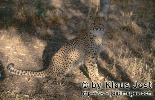 Cheetah/Gepard/Acinonyx jubatus   Schoene Großkatze Gepard    Cheetah    captive<
