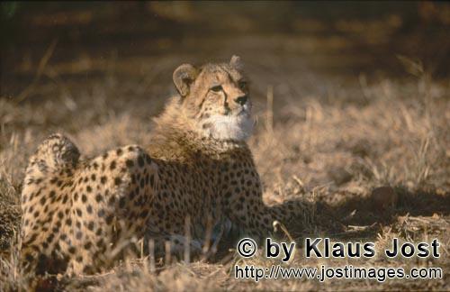 Cheetah/Acinonyx jubatus        Resting Cheetah         captive            