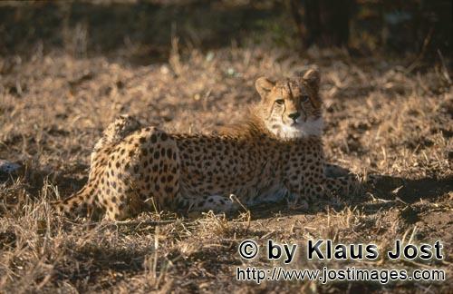 Cheetah/Gepard/Acinonyx jubatus   Ruhender Gepard schaut sich um   Portrait young cheetah <