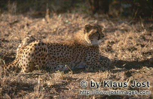 Cheetah/Gepard/Acinonyx jubatus   Gepard ruht sich aus   Cheetah    captive   <br /