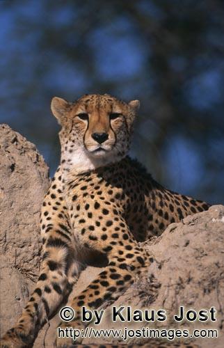 Cheetah/Acinonyx jubatus        Cheetah on Termite Mound         captive        