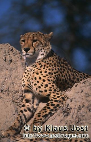 Cheetah/Gepard/Acinonyx jubatus        Cheetah is looking for from a termite Hill         captive      