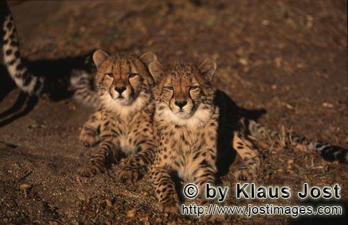 Cheetah/Acinonyx jubatus        Two Cheetah beauties