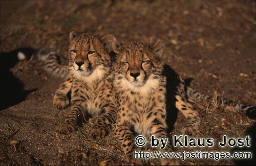 Cheetah/Gepard/Acinonyx jubatus        Two tired young cheetahs         captive            