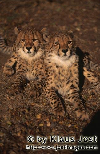 Cheetah/Acinonyx jubatus        Two young picture book cheetahs         captive            