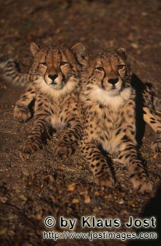 Cheetah/Gepard/Acinonyx jubatus        The two cheetahs inspire every cat lover         captive          