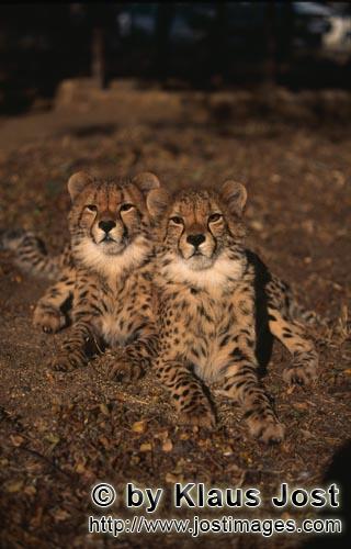 Cheetah/Acinonyx jubatus        Two very impressive young cheetahs         captive        