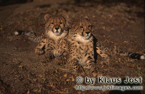 Cheetah/Acinonyx jubatus        Two young cheetahs         captive            