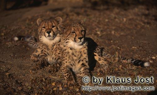 Cheetah/Acinonyx jubatus        Two young cheetahs resting    