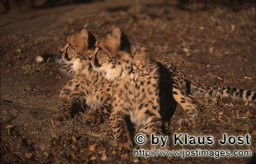 Cheetah/Acinonyx jubatus        Two highly concentrated young cheetahs         captive            