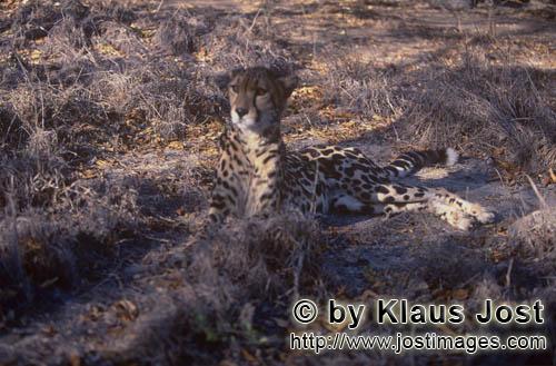 King Cheetah/Koenigsgepard/Acinonyx jubatus    Koenigsgepard   King cheetah   Captive    Der Gepard ist i