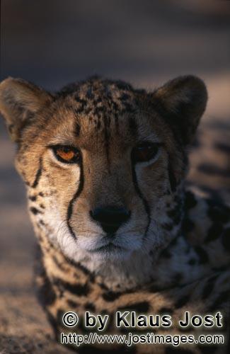 King Cheetah/Acinonyx jubatus jubatus        Big cats head portrait frontal         Captive        