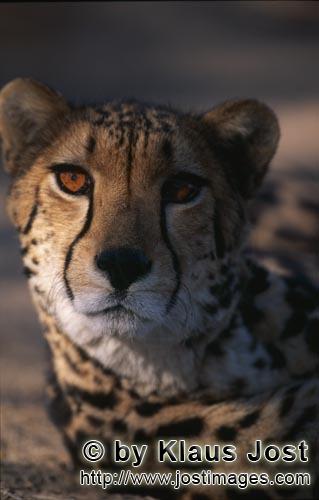 King Cheetah/Acinonyx jubatus jubatus        King cheetah Portrait        Captive        