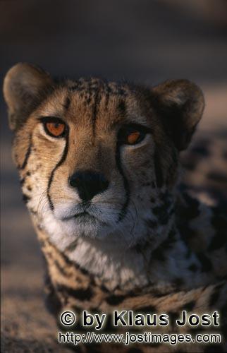 King Cheetah/Acinonyx jubatus jubatus        King cheetah close-up view        Captive        