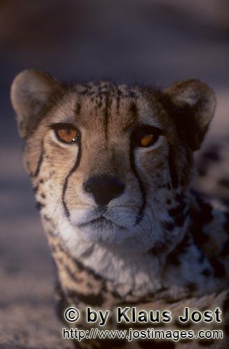 King Cheetah/Acinonyx jubatus jubatus        Head Portrait Big Cat King Cheetah        Captive            