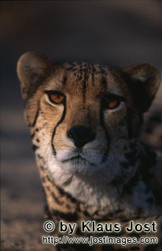 King Cheetah/Acinonyx jubatus jubatus        King cheetah eye contact        Captive        