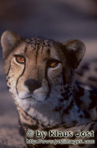 King Cheetah/Acinonyx jubatus jubatus        King Cheetah Portrait frontal        Captive        