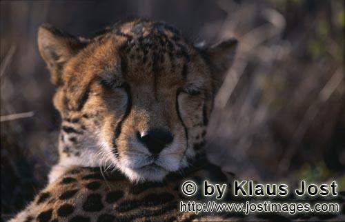 King Cheetah/Acinonyx jubatus        Sleeping King cheetah         Captive        