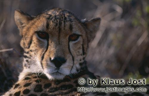 King Cheetah/Acinonyx jubatus jubatus        Astonished looking King Cheetah         Captive            
