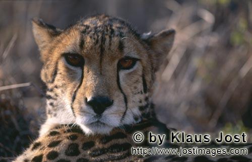 King Cheetah/Acinonyx jubatus jubatus        Interested looking King Cheetah        Captive        